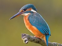 5 espèces sauvages menacées en&nbsp;France