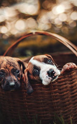 Amitiés improbables entre&nbsp;animaux